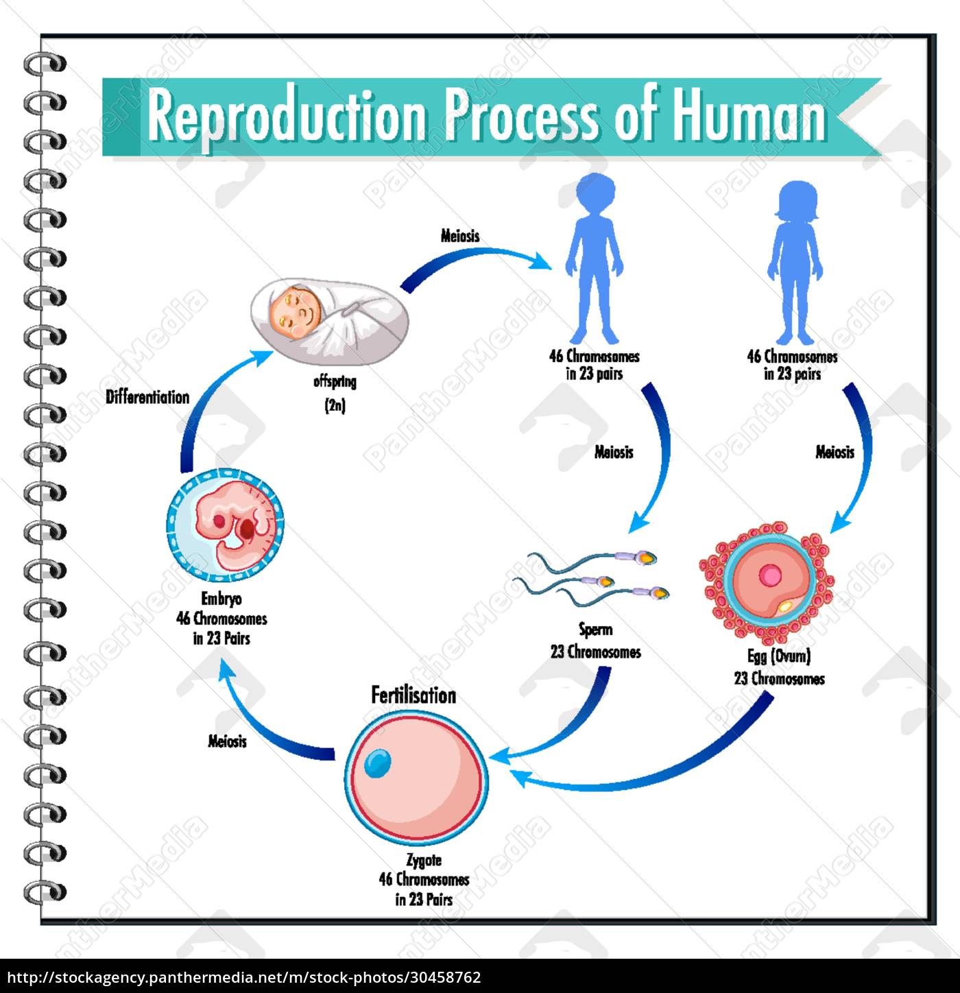 Reproduction Process Of Human Infographic Stock Image 30458762