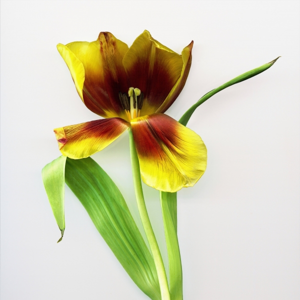 Media-id 276394