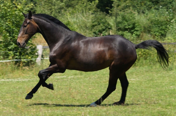 hanoverian wallach in gallop