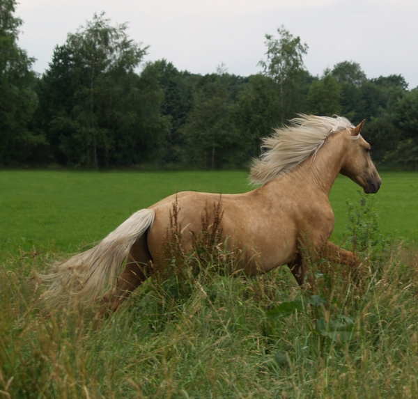 palomino in action