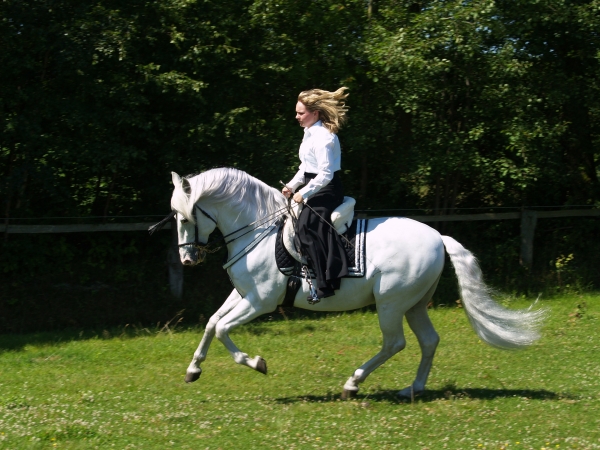 gallop, on, a, spaniard - 396659