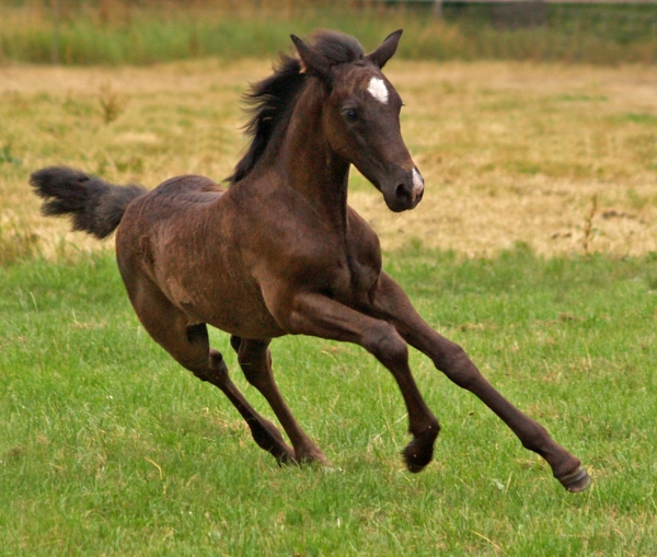 foal in action
