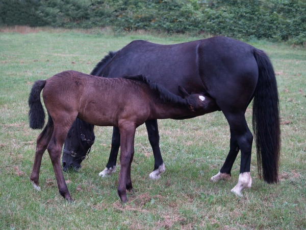foals and mother mare
