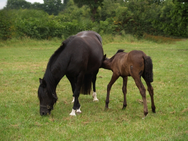 mother mare and foal