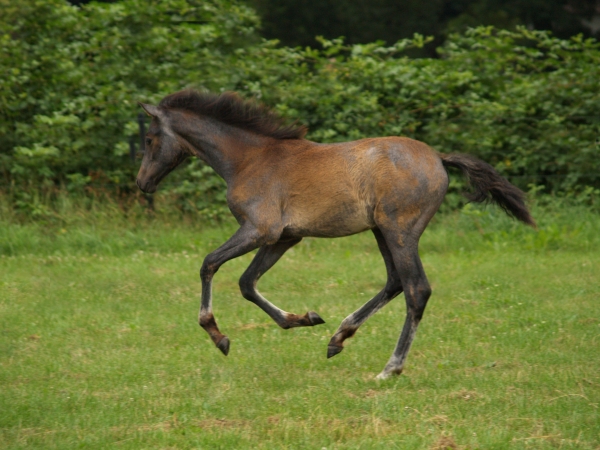 foal, galloping - 439893