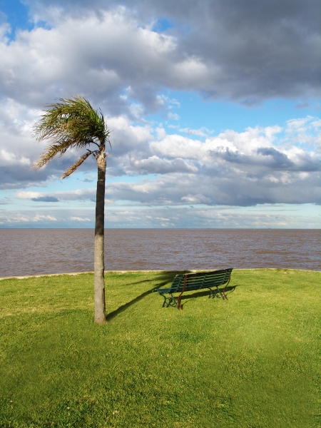 palm, tree, and, bench, in, the - 462082
