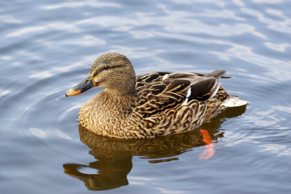 mirrored duck