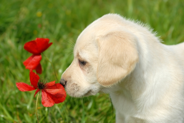 puppy sniffs at poppy