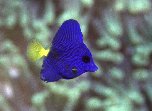 blue segelfolssendoktor offspring