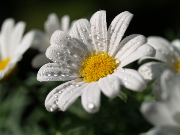marguerite with water drops
