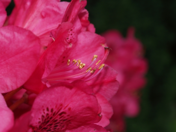 rhododendron close