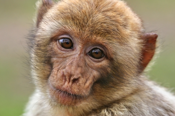 macaques portrait