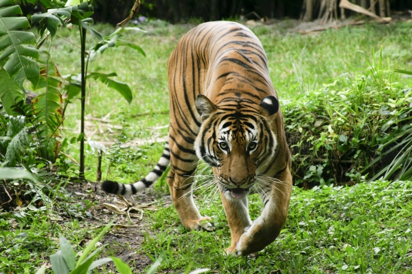 pacing-tiger-stock-photo-1115009-panthermedia-stock-agency