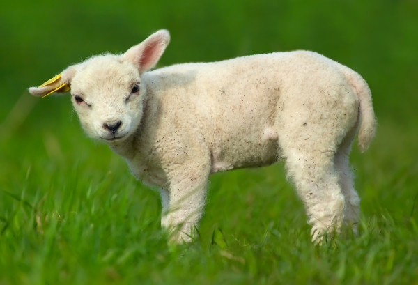 lamb in spring