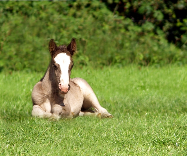 foal at the siesta