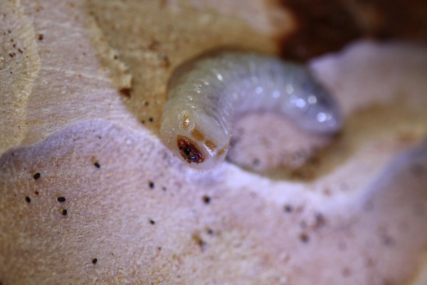 bark beetle larva