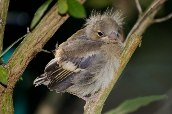 baby bird