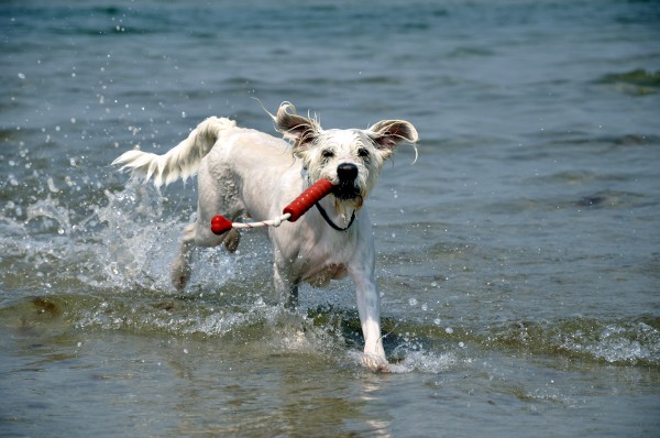 raging dog - Stock Photo #2006771 | PantherMedia Stock Agency