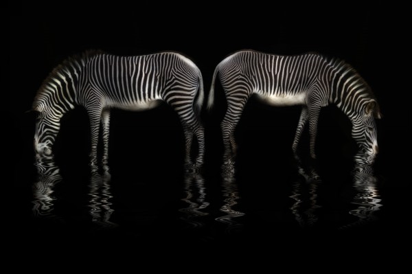 zebra drinks water