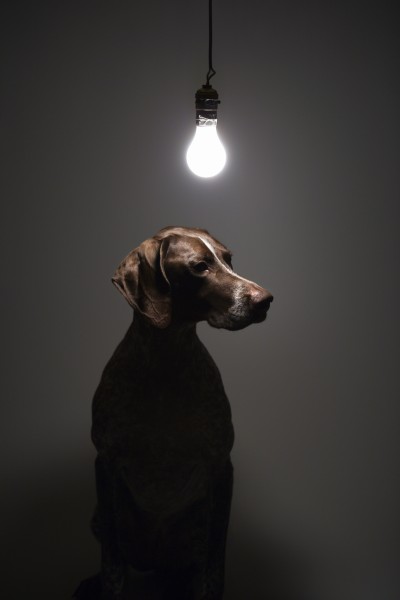 dog under light bulb