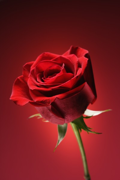 red rose on red