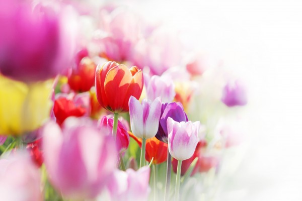 tulips highkey
