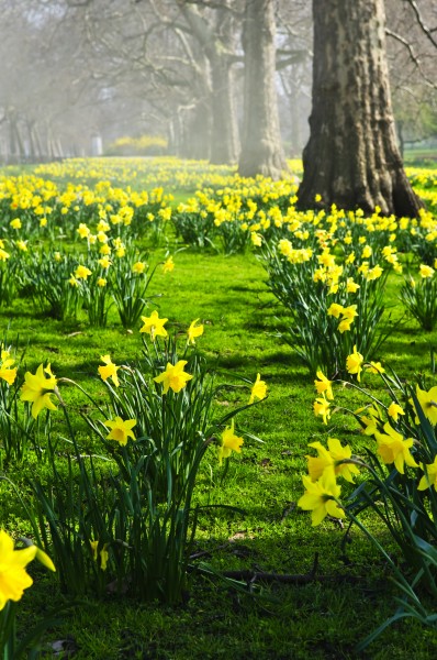 daffodils in st james park