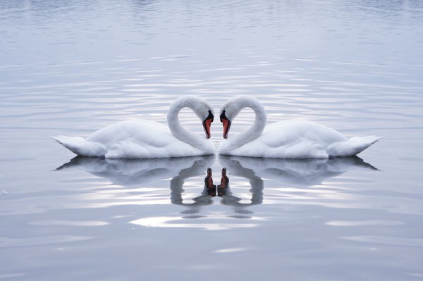swans heart in the calm morning