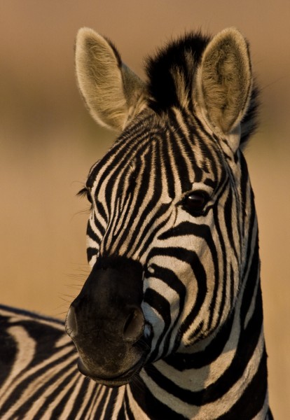 burchells zebra portrait