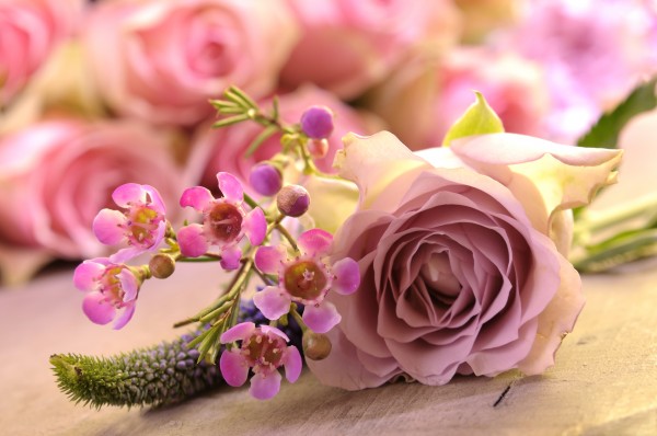 roses in the backlight