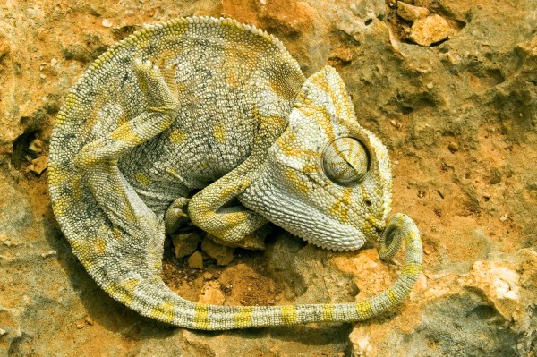 a chameleon lies on a stone