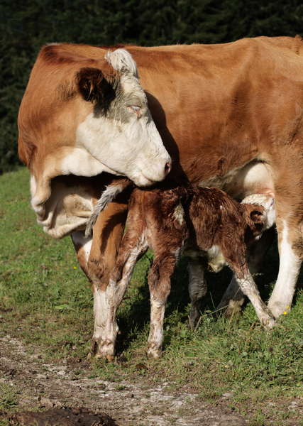 newborn calf with suckler cow