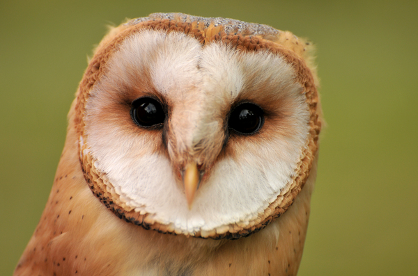 young barn owl