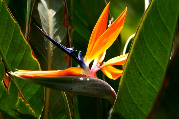 strelitzia bird of paradise flower - Stock Photo #3688439 ...