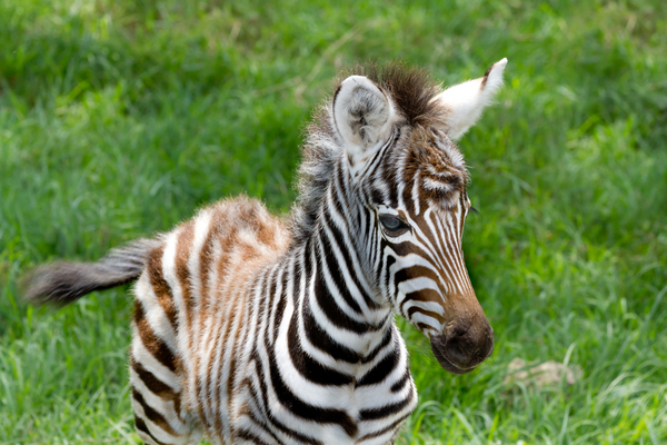 baby zebra at lake nakuru national