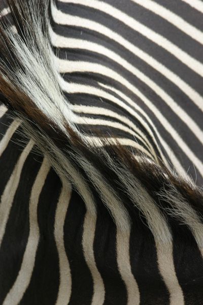 zebra stripes round