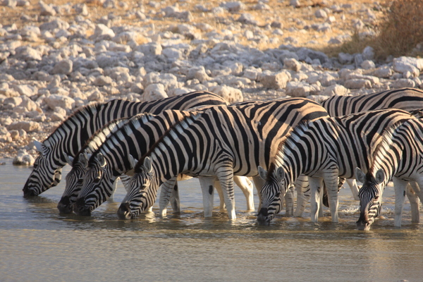 zebras at the waterhole in namibia