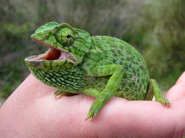 green chameleon on hand