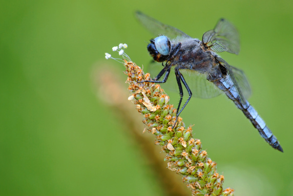 Blue dragonfly on grass - Royalty image - #4330545 | PantherMedia Stock Agency