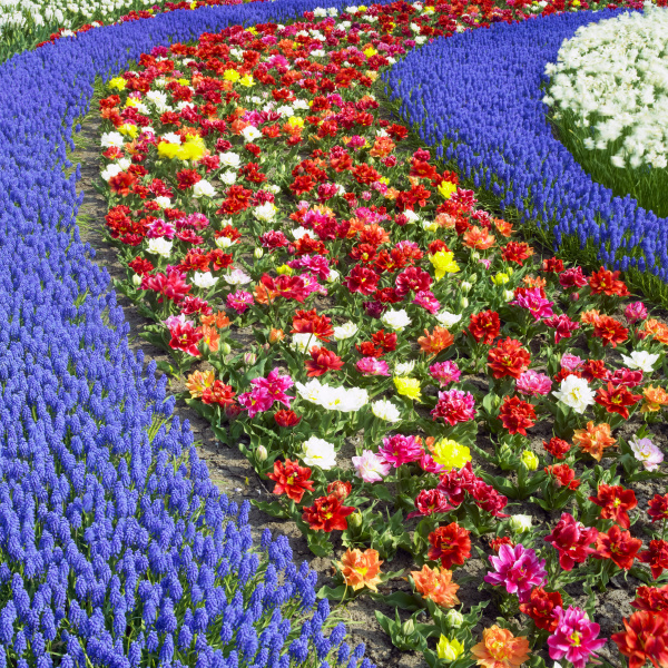 Keukenhof Gardens Lisse Netherlands - Royalty free image #4421781 ...