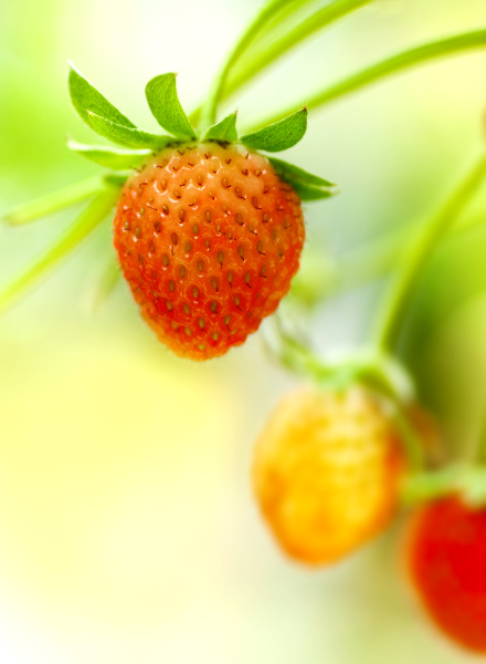 strawberry fruits on the branch