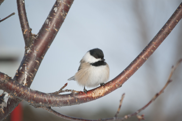 black capped chickadee perched on a