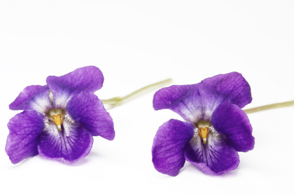 Gorgeous Violets: A Childhood Memory