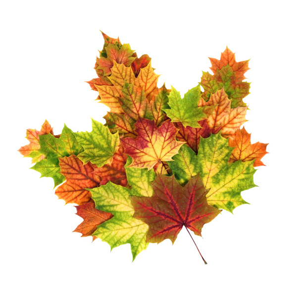colorful autumn leaves shaped as a