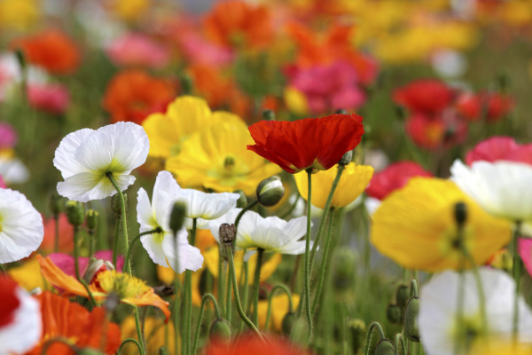 colorful poppies
