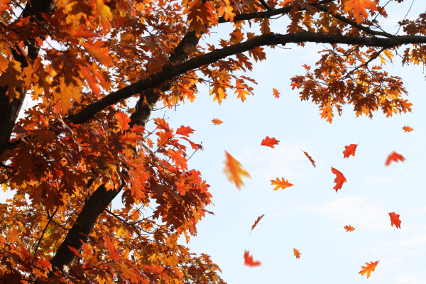 falling autumn leaves