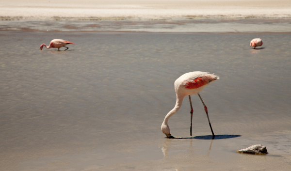 flamingos in lagoon bolivia