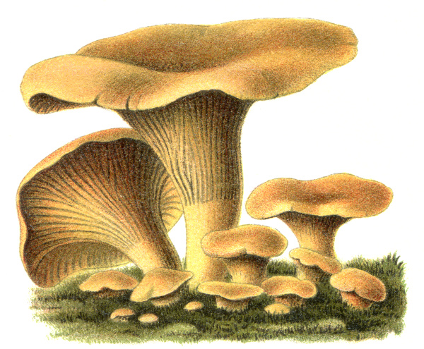 edible fungus chanterelle