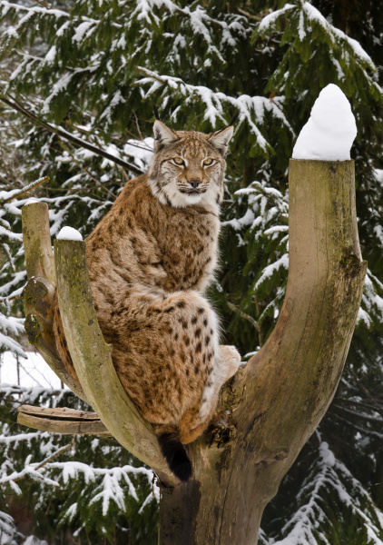 lynx in winter