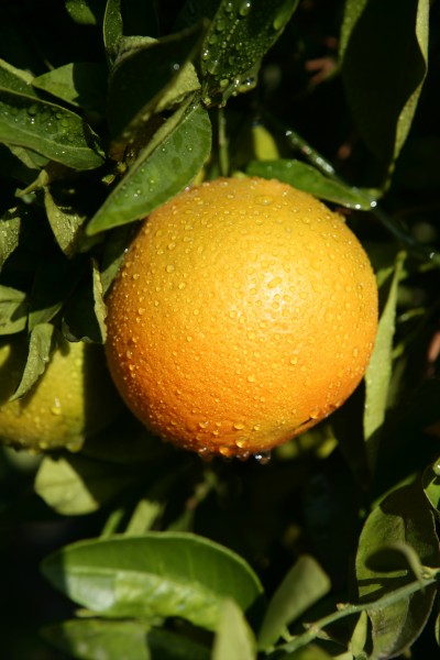 orange hanging from a tree
